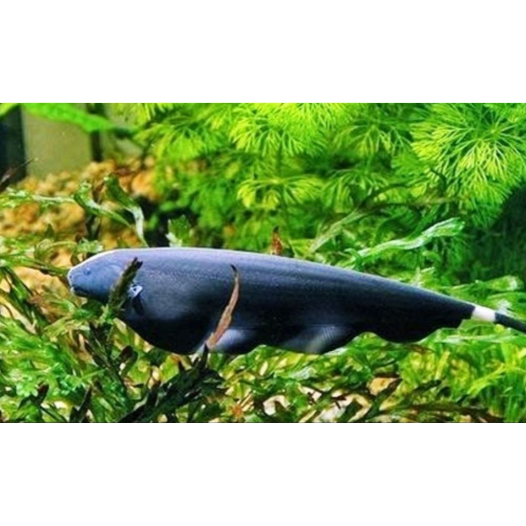 Hiasan akuarium blackghost ikan hias air tawar aquascape