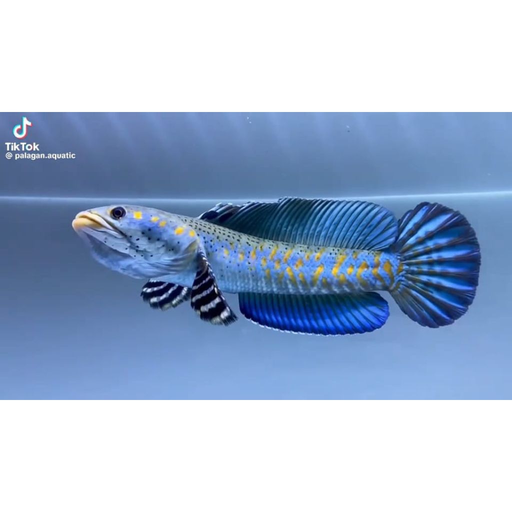 patung channa bp/ blue pulcra gread A bergaransi