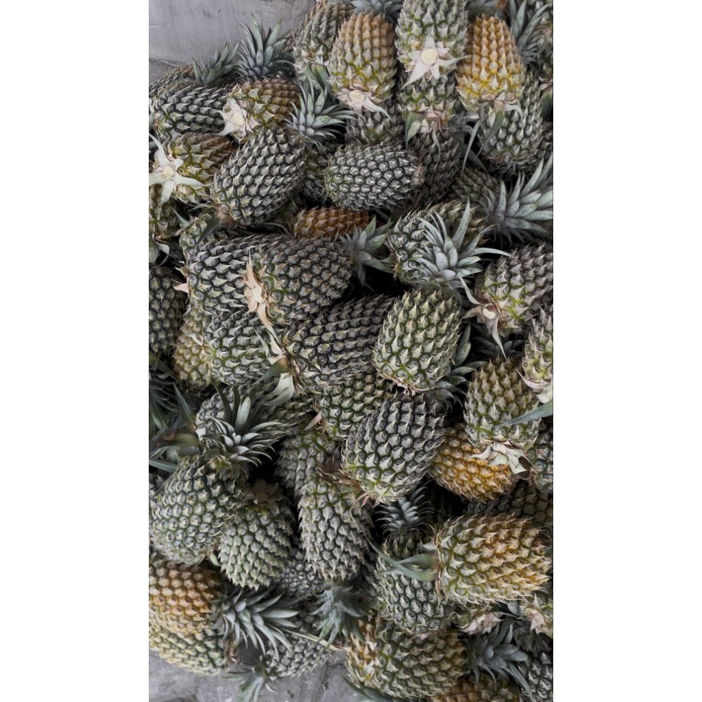 Nanas Madu Kelud / Nanas Madu / Nanas Kelud / Nanas Blitar / Nanas Manis / Harga Bijian / Berat -+ 1