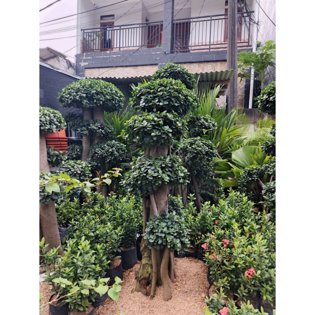 tanaman hias pohon bonsai dolar mikro / bonsai dolar