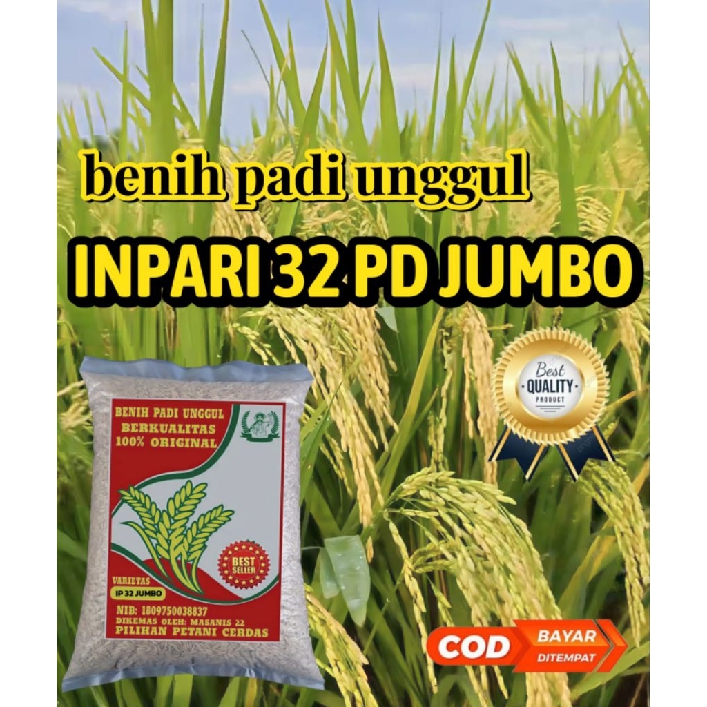 BENIH PADI UNGGUL INPARI 32 PD JUMBO  BERKUALITAS ORIGINAL KEMASAN 5KG