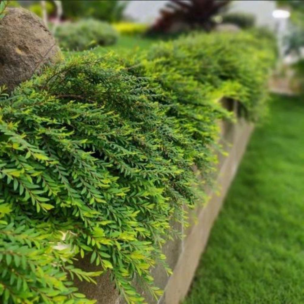 Tanaman Hias Cendrawasih - Tanaman Bahan Bonsai Cendrawasih