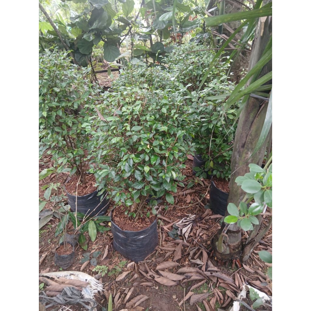 tanaman teh tehan bulat tanaman pagar teh tehan