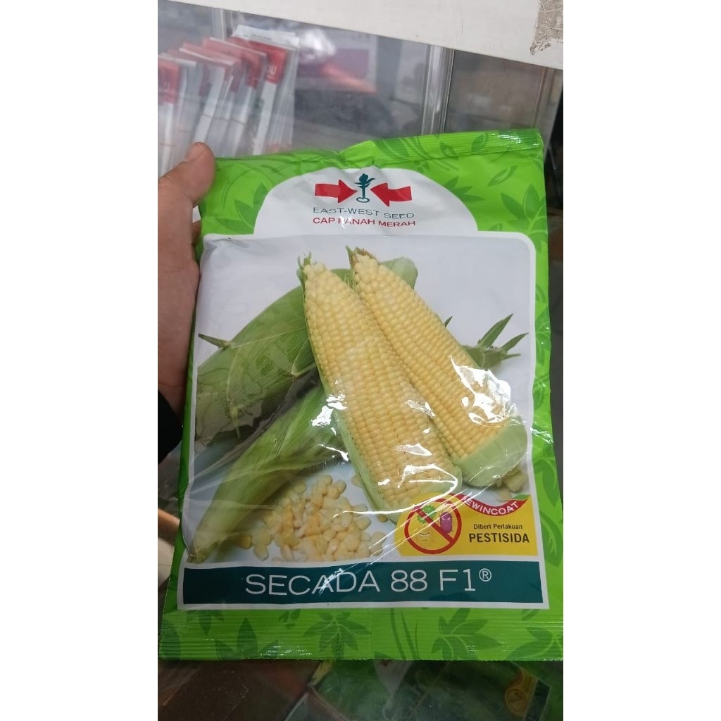 benih jagung MANIS SECADA F1 ISI 1750 BIJI