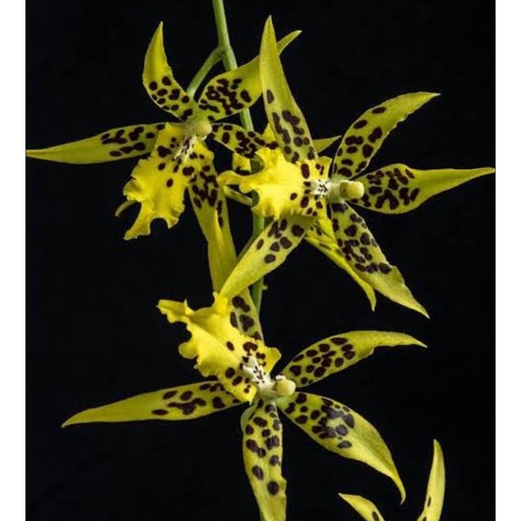 Oncydium Tzeng weng spot