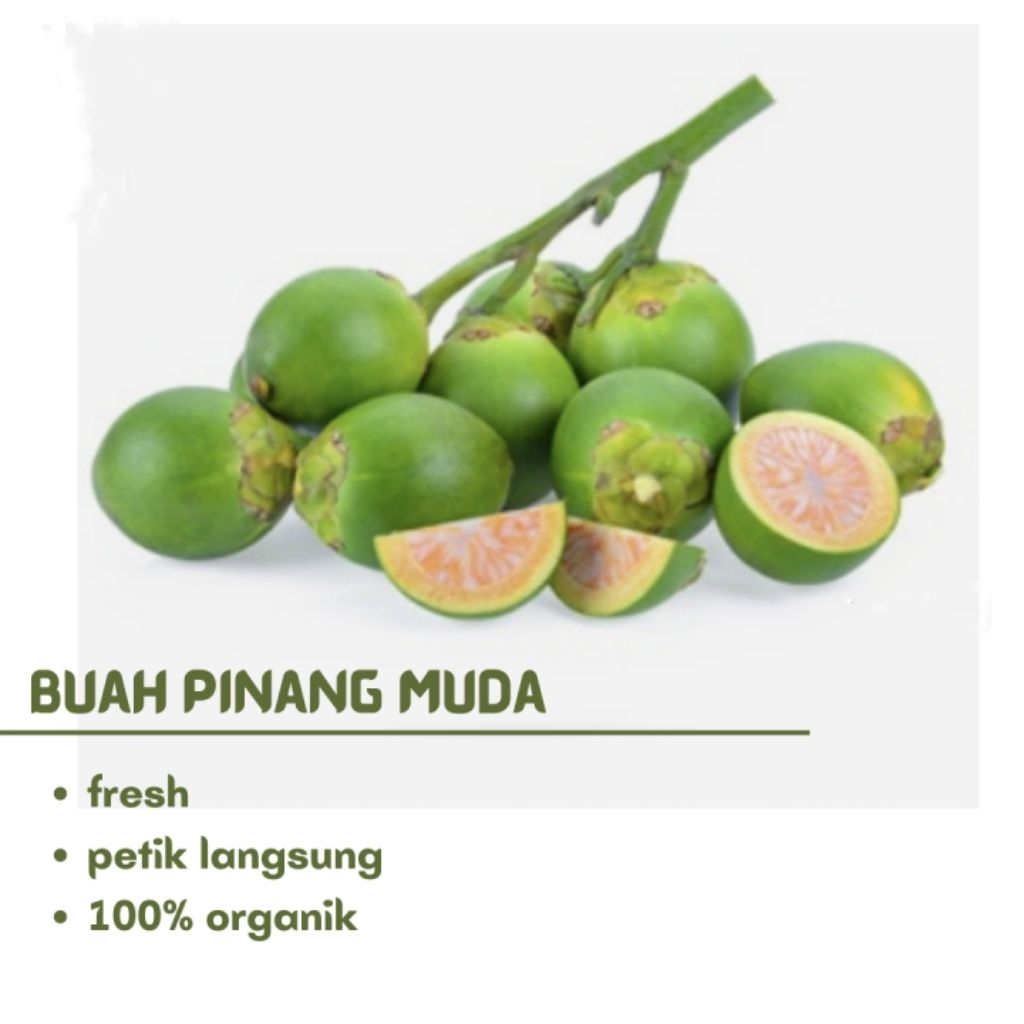 Buah Pinang Muda Segar 1 Kg Untuk Pria Perkasa Buah Pinang Muda/Jambe Muda isi 20