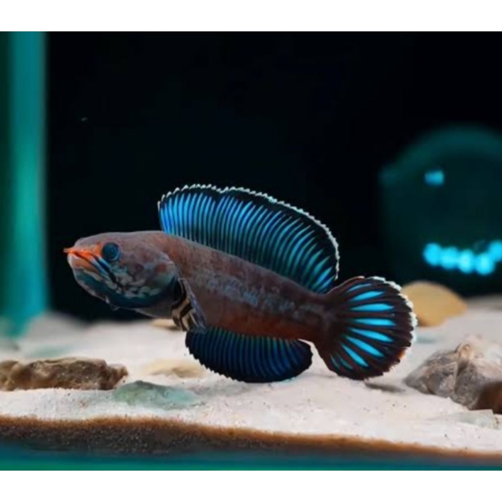 channa andrao gondrong flaring size 7/8 cm