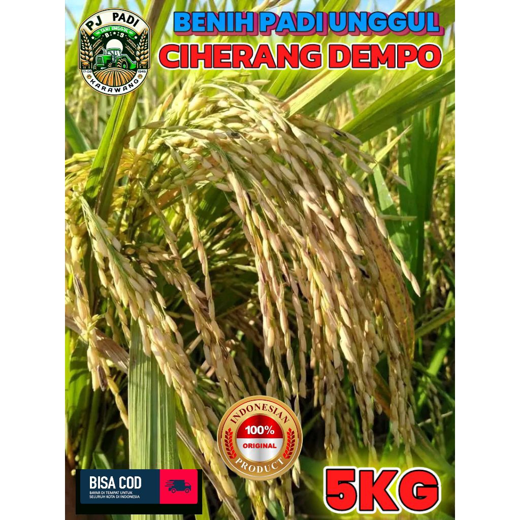BENIH PADI UNGGUL BERKUALITAS CIHERANG DEMPO KEMASAN 5KG