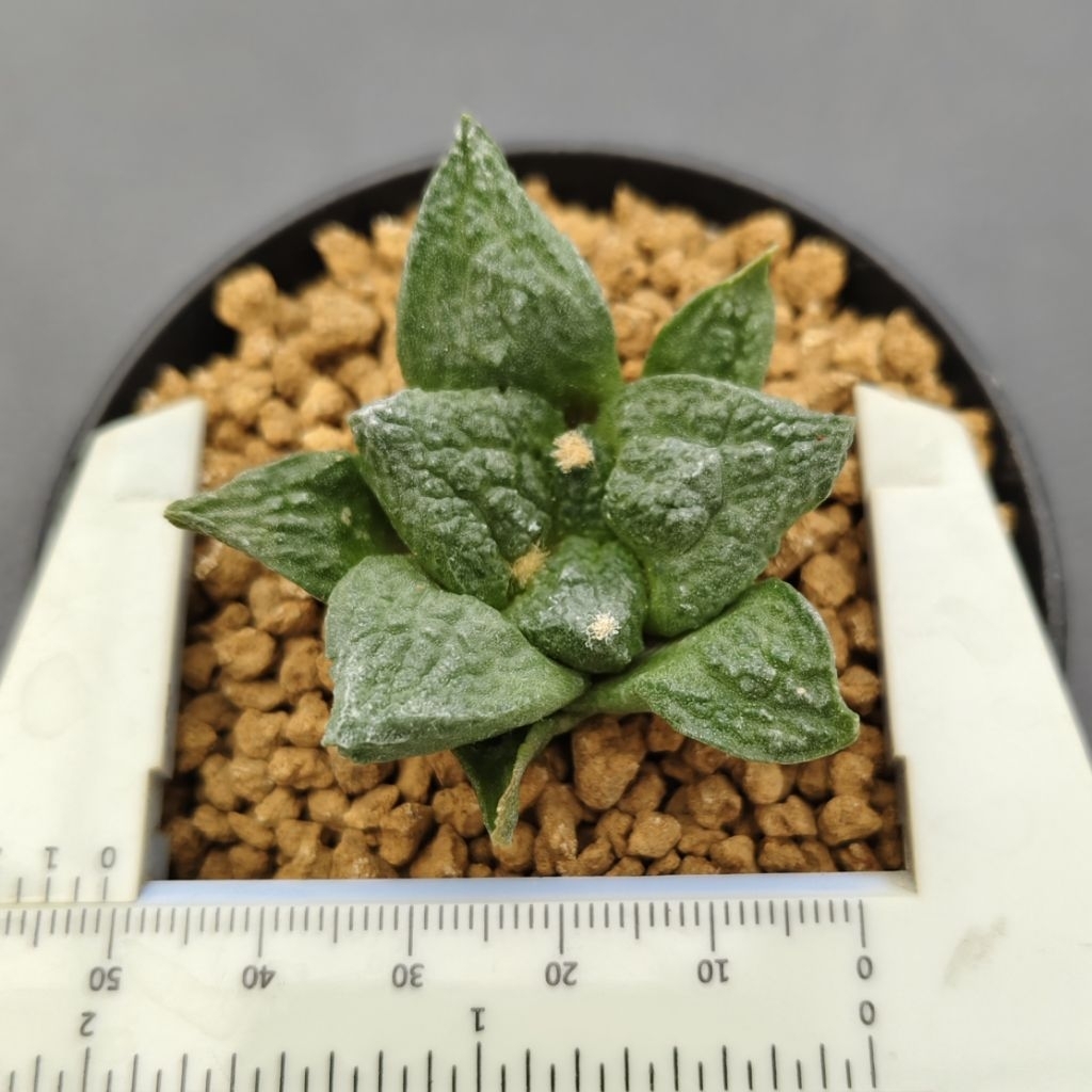 Tanaman Kaktus: Ariocarpus fissuratus