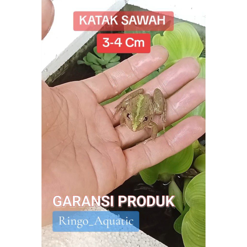 KATAK SAWAH 3-4 CM PAKAN ARWANA CHANNA PEACOCK BASS
