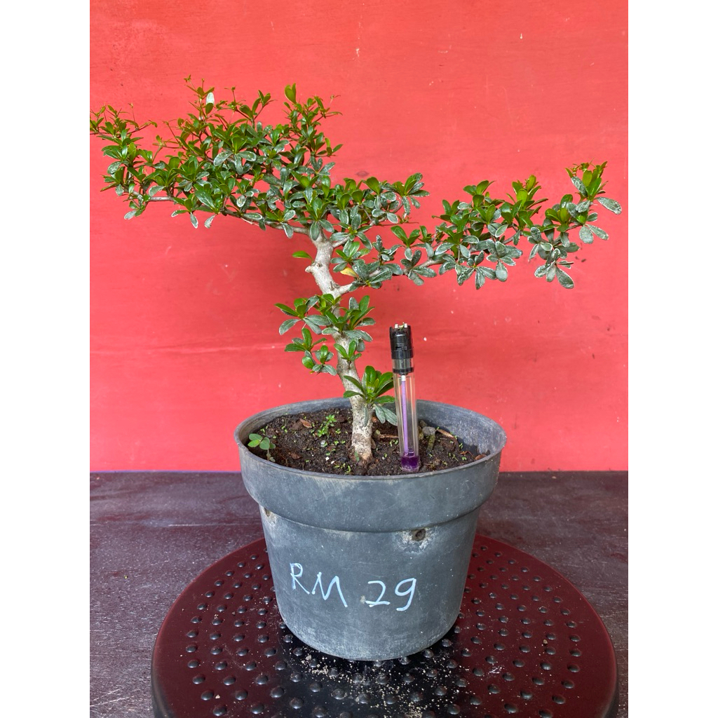 Bahan Bonsai Black Olive