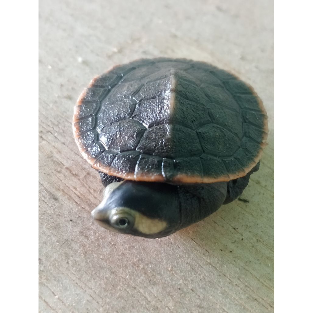 DADA MERAH kura kura