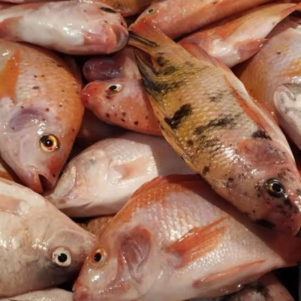 Ikan nila merah subang 1 kg  fresh