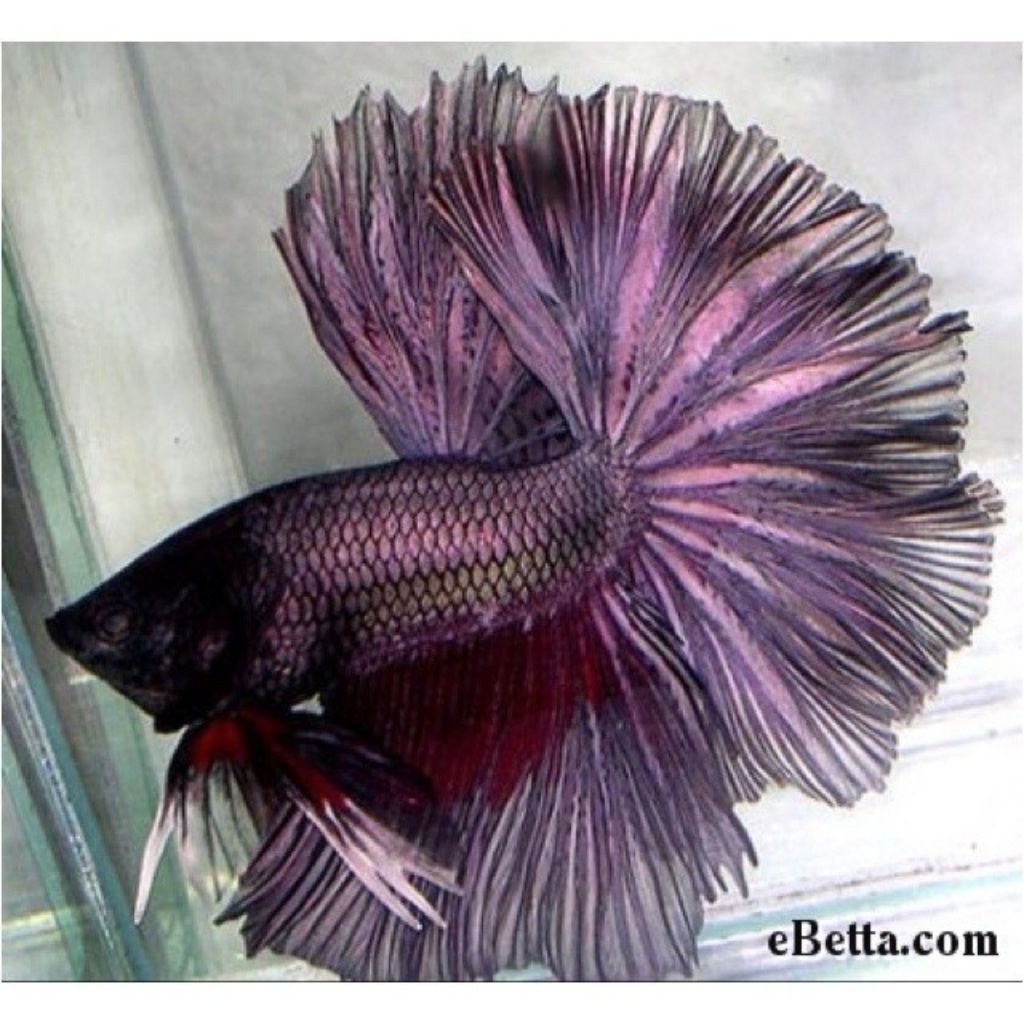 HALFMOON COPPEE ROSTAIL