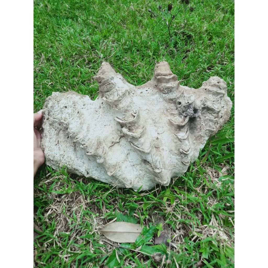 cangkang kerang laut Jinny super jumbo