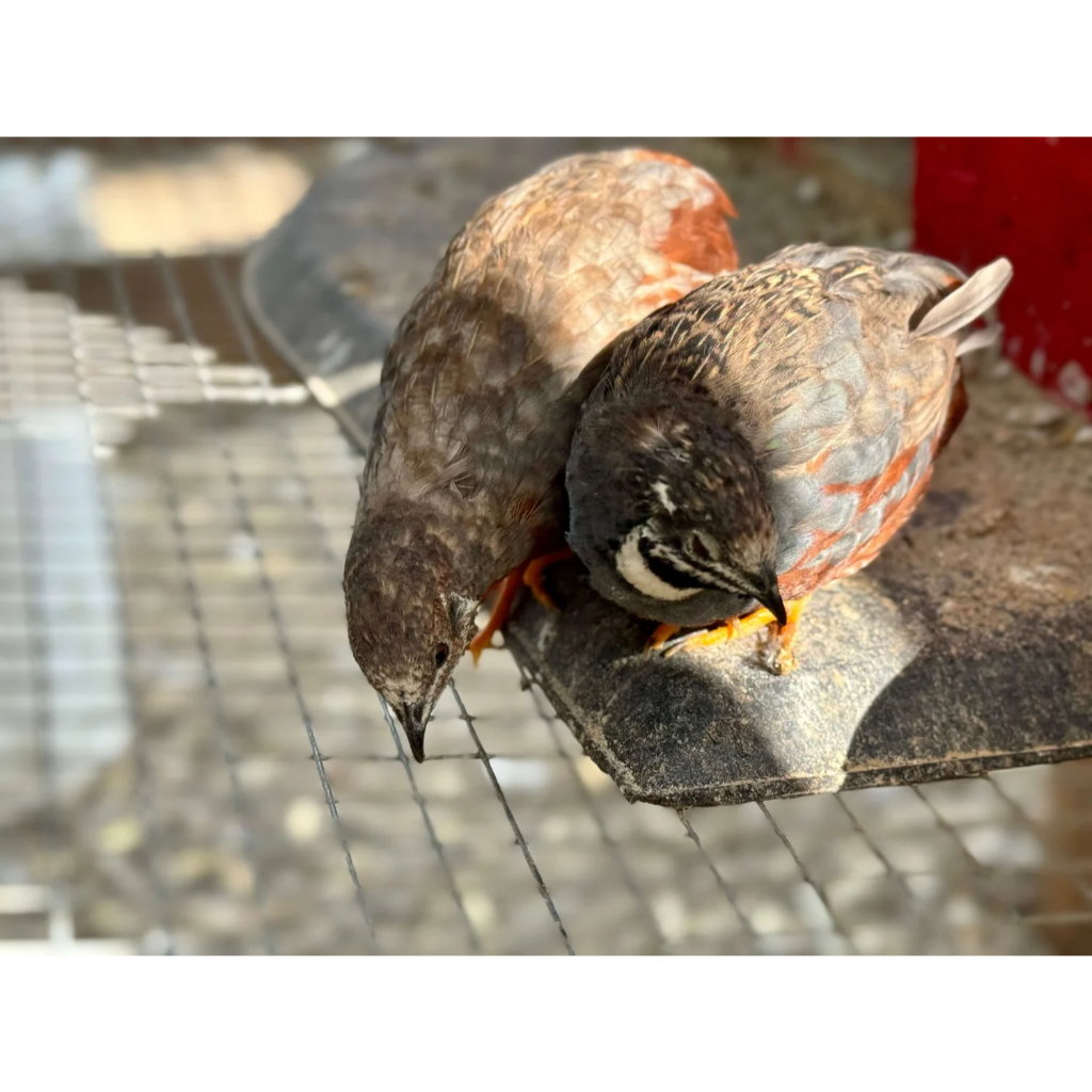 Puyuh Batu Hidup Sepasang (Jantan + Betina) – Warna Macam macam / tanya stok dulu