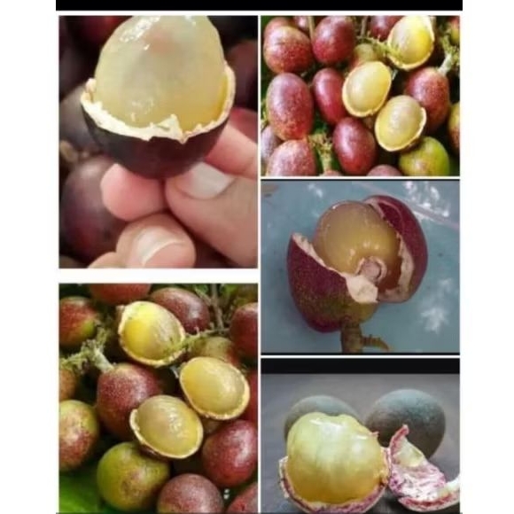 MATOA ( buah 3 rasa ) durian, kelengkeng & rambutan*