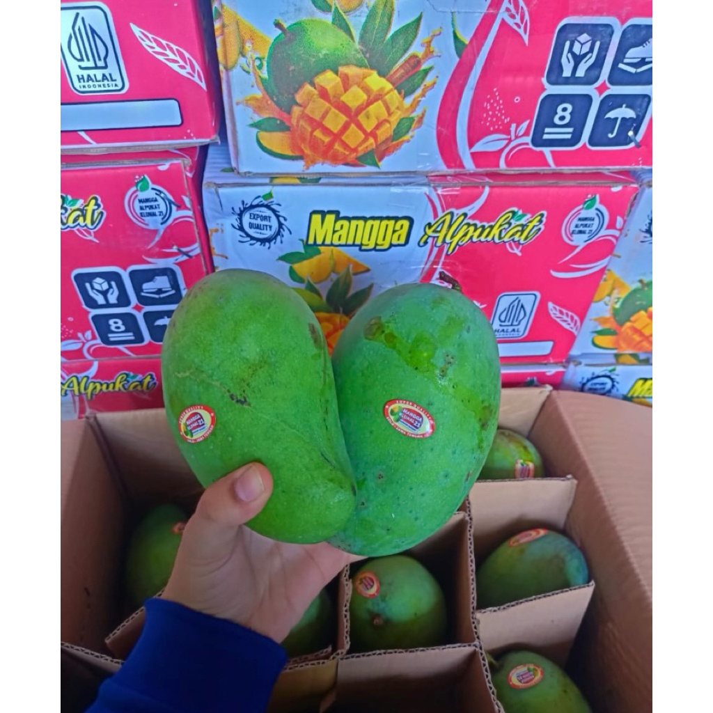 Mangga Alpukat Klonal 21