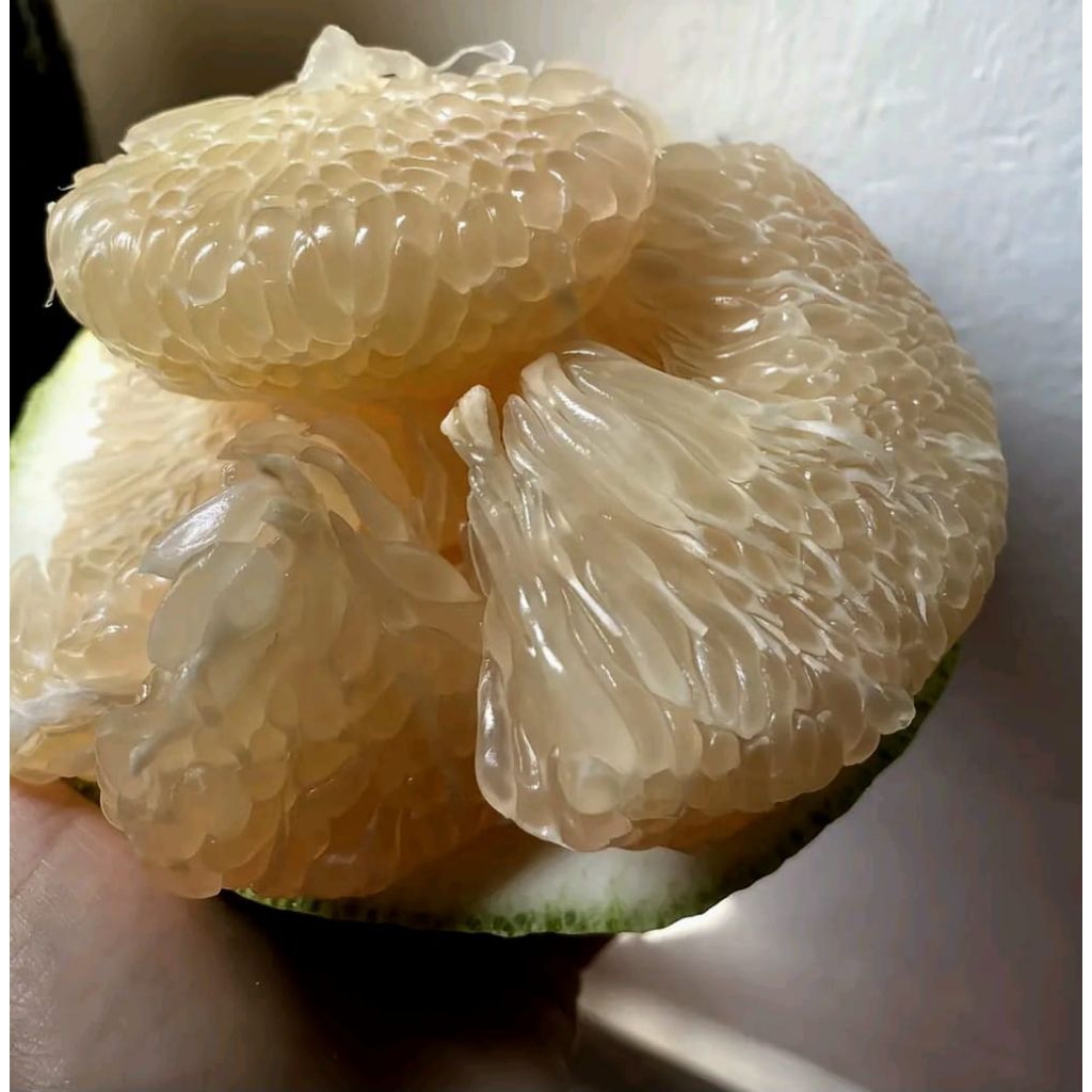 jeruk bali mini fresg baru petik