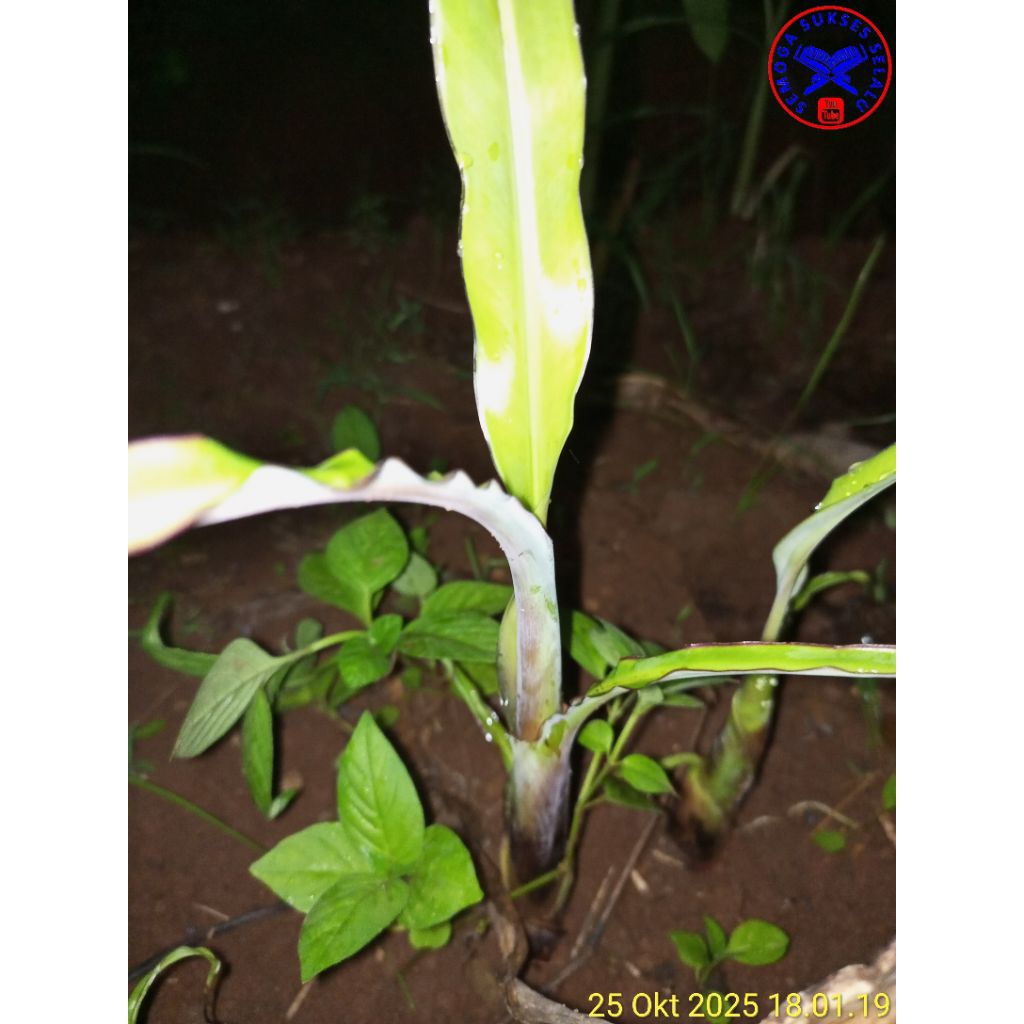 bibit pohon pisang lampung