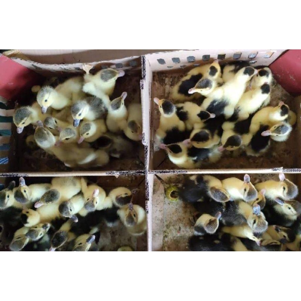 DOE ENTOK ANAK ENTOK ECER