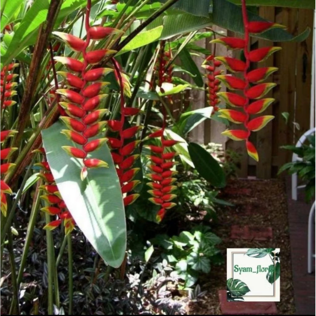 Tanaman Hias Heliconia Tanaman Pisang Pisangan Pisang Betet