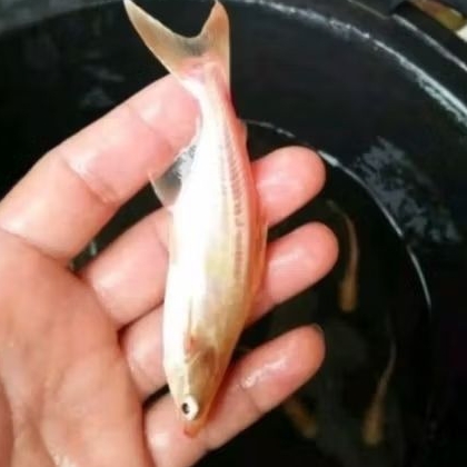 bibit ikan patin  albino size 7-9 cm