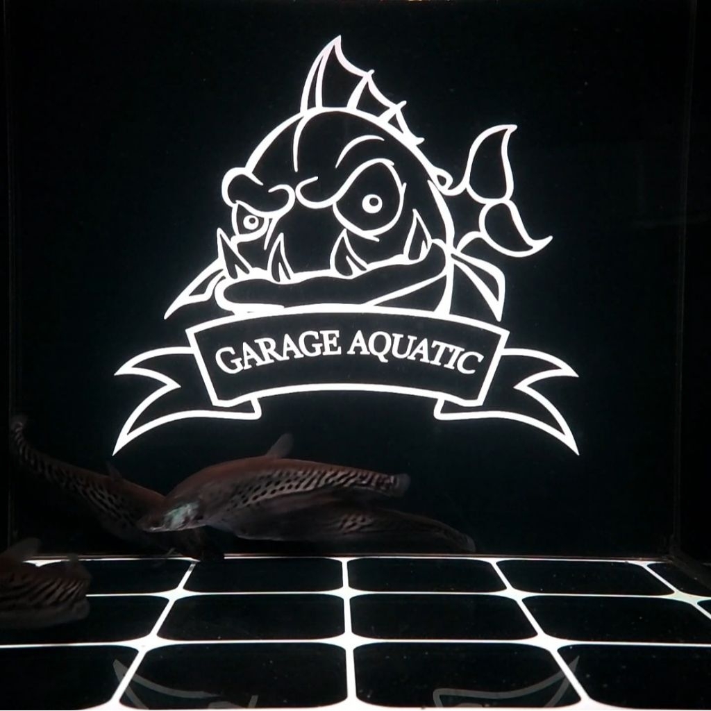 (INSTANT) BELIDA ROYAL CLOWN KNIFEFISH IKAN HIAS PREDATOR EKSOTIS AQUARIUM KOLAM