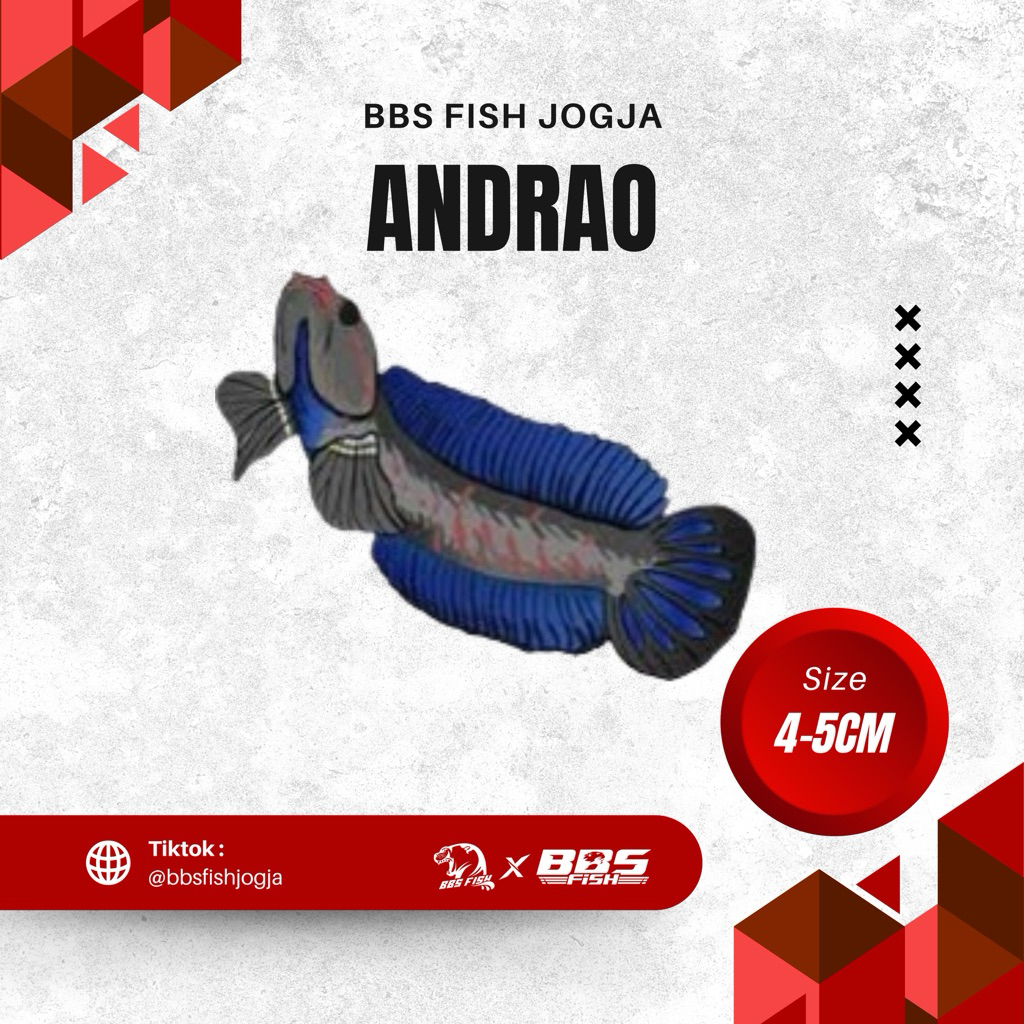 ( C O D ) Andrao 4-5cm Grade A+ HighFin (Gondrong)