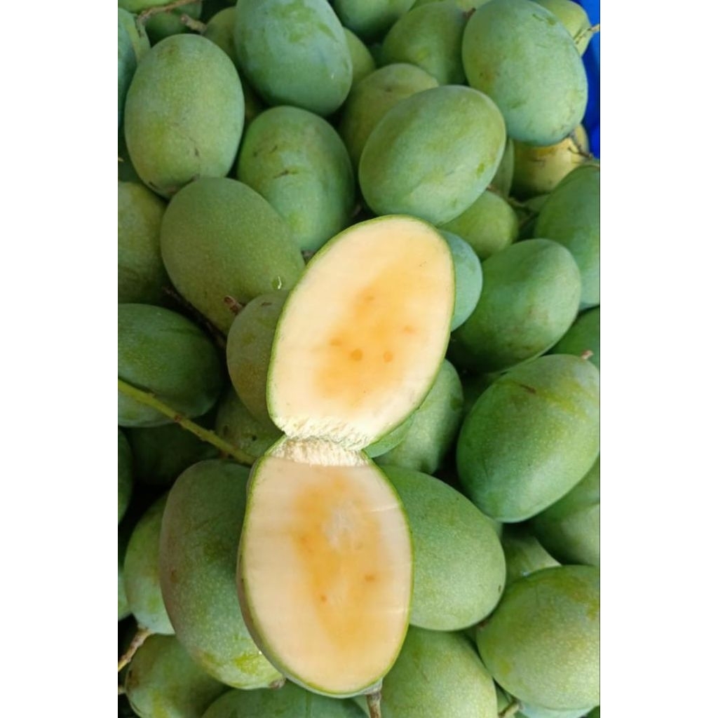 mangga manalagi madu