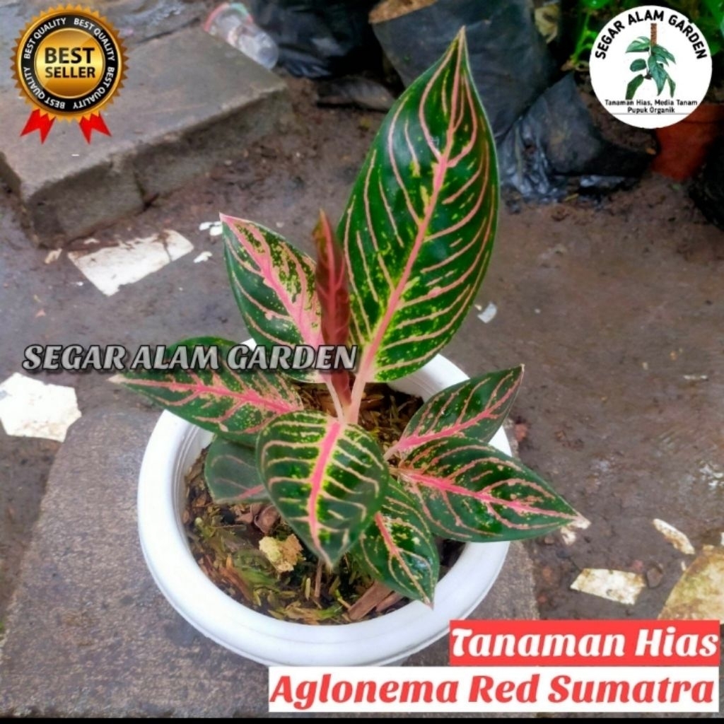 Aglonema Red Sumatra - Tanaman Hias Aglonema Pride Sumatra