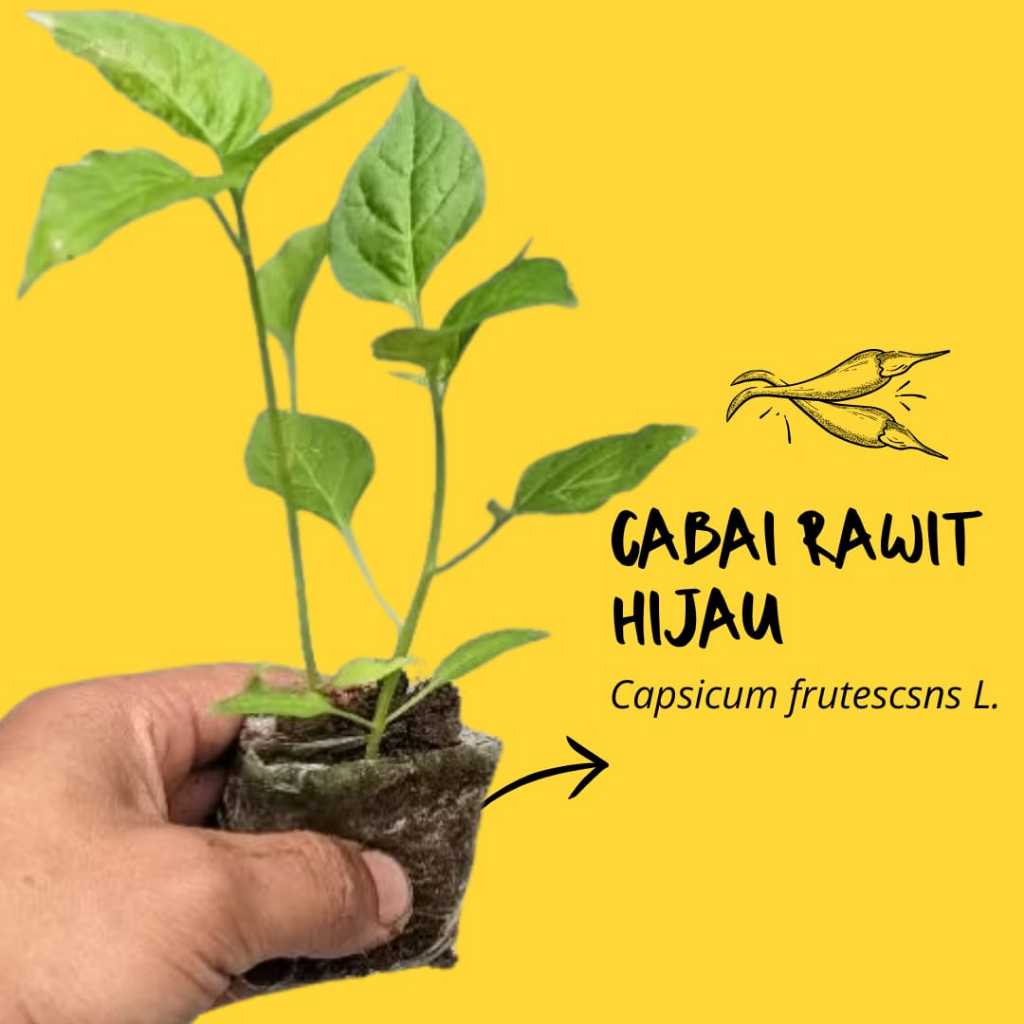 Bibit Cabe Rawit Hijau Beli1 Gratis1 Bibit Cabe Siap Tanam Cabe Rawit Hijau Bibit Cabai Unggul