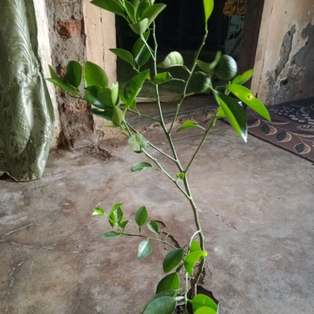 bibit jeruk limau berbuah
