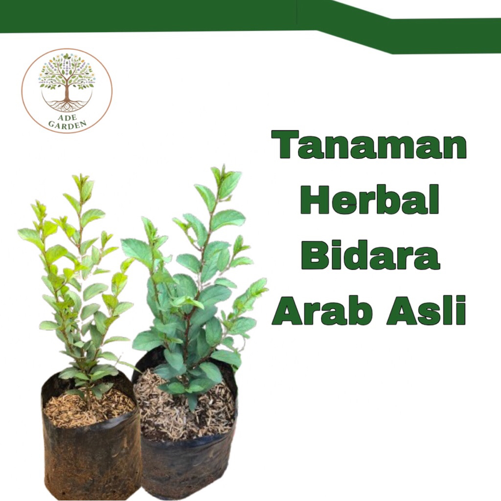 Tanaman Bidara Arab Asli / Bibit Bidara Arab / Pohon Bidara Arab