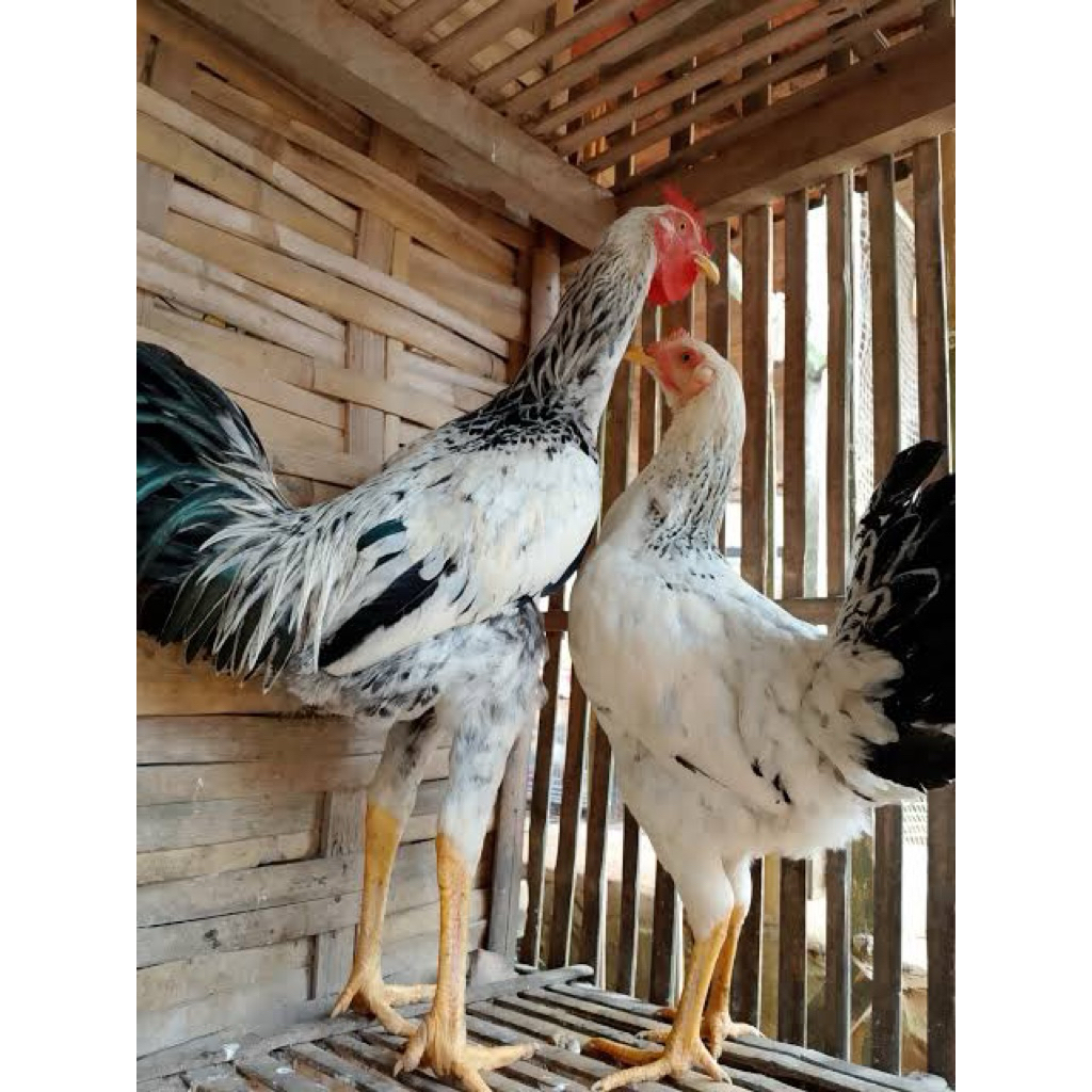 TELUR TETAS AYAM GAOK MADURA UNTUK DI TETASKAN