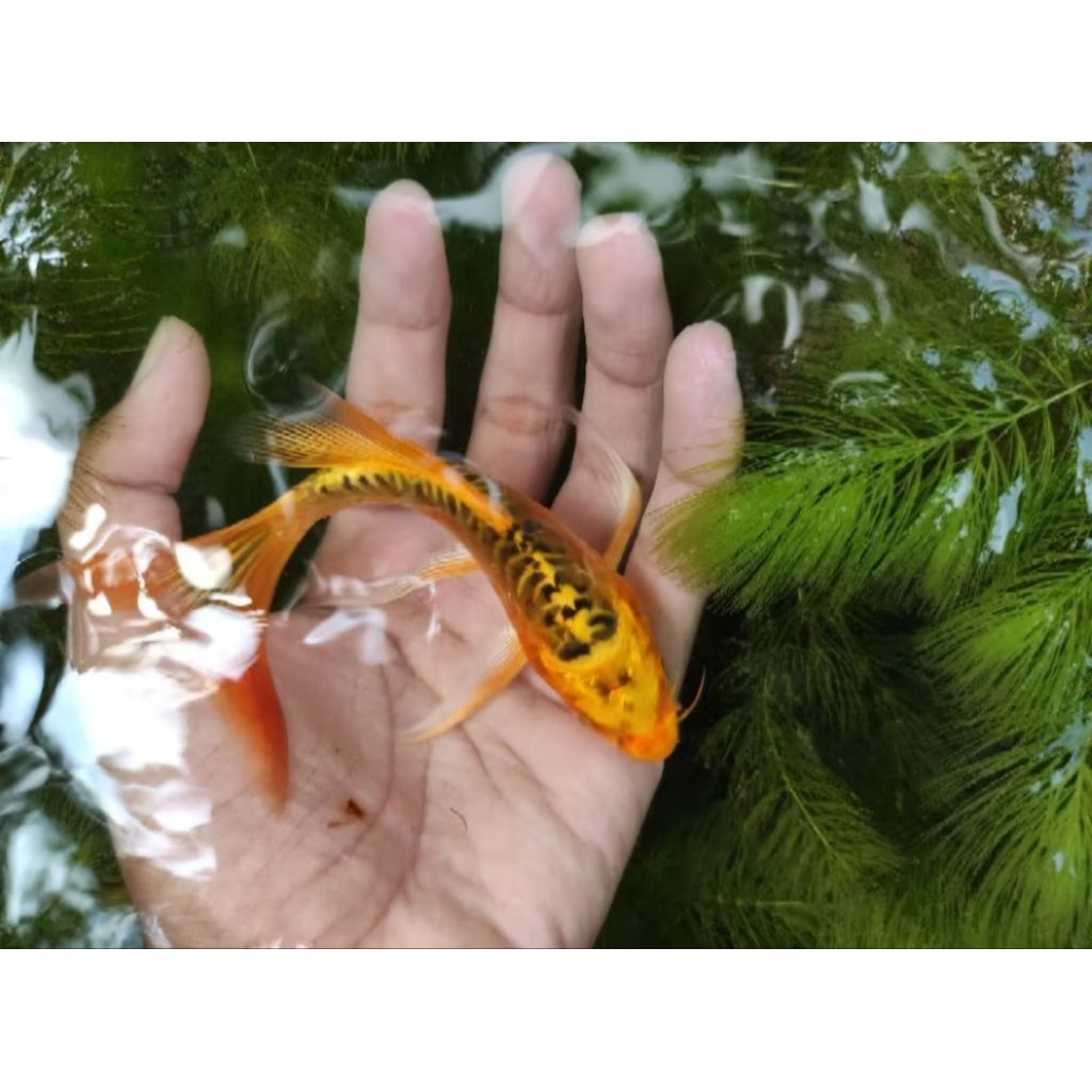 SPESIAL paket 10 ekor bibit koi metalik slayer/kumpay butterfly full gondrong