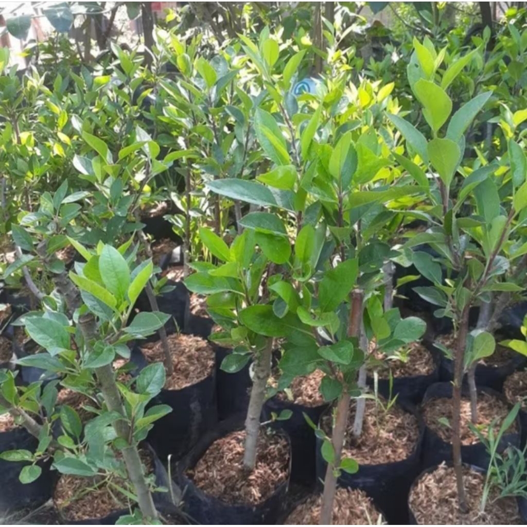 bibit apel fuji cangkok siap berbuah