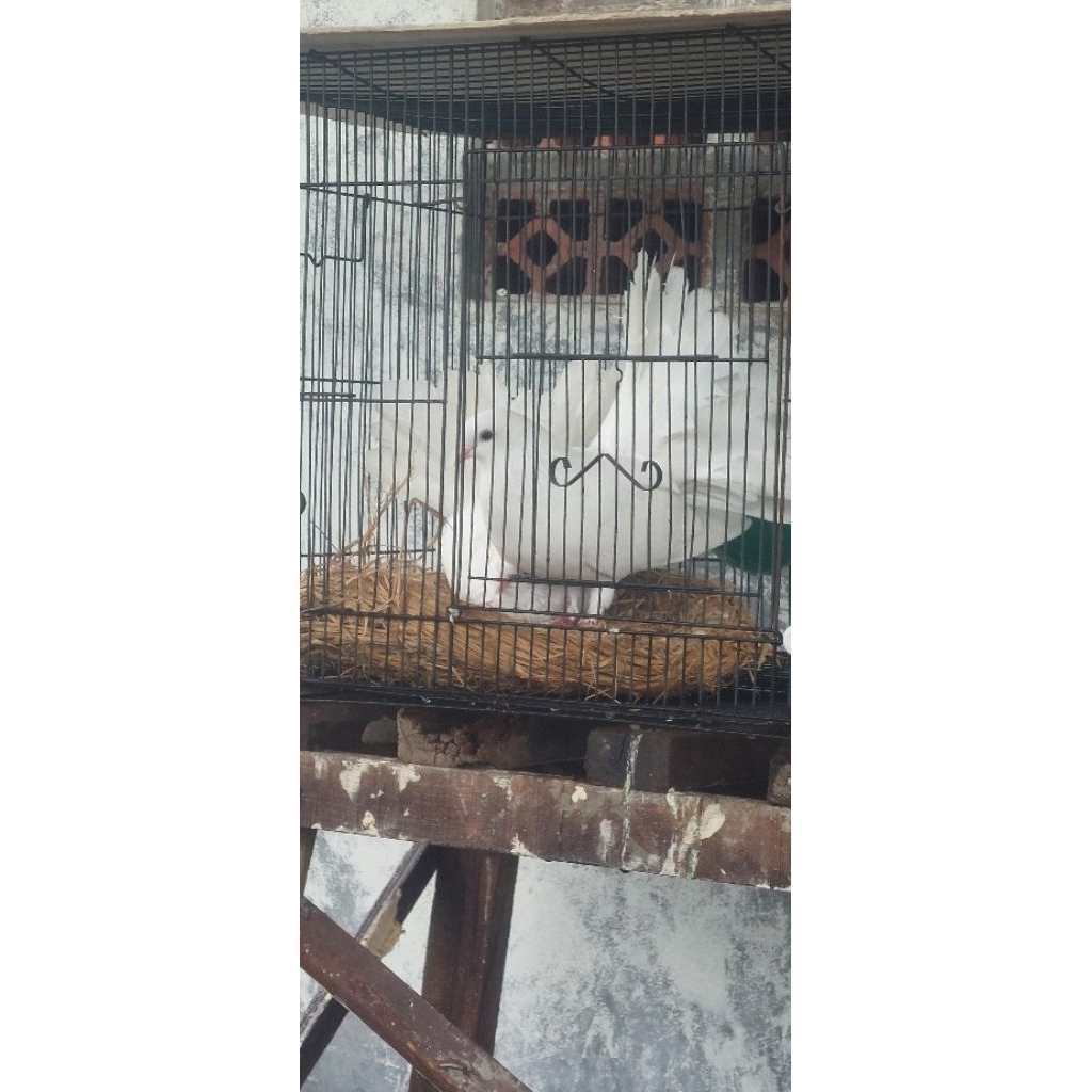 merpati hias kipas sepasang