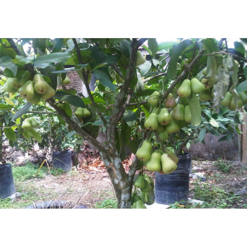 bibit jambu air madu deli