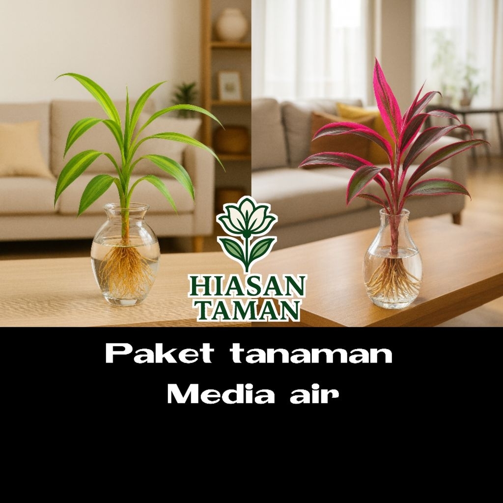 PROMO paket 2 tanaman media air bambu hoki golden dan bambu hoki merah