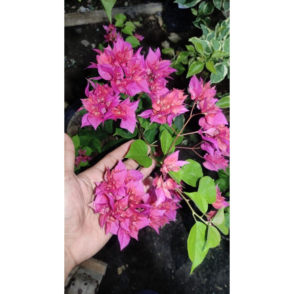 Bibit Bougenville Hawai Merah Fanta