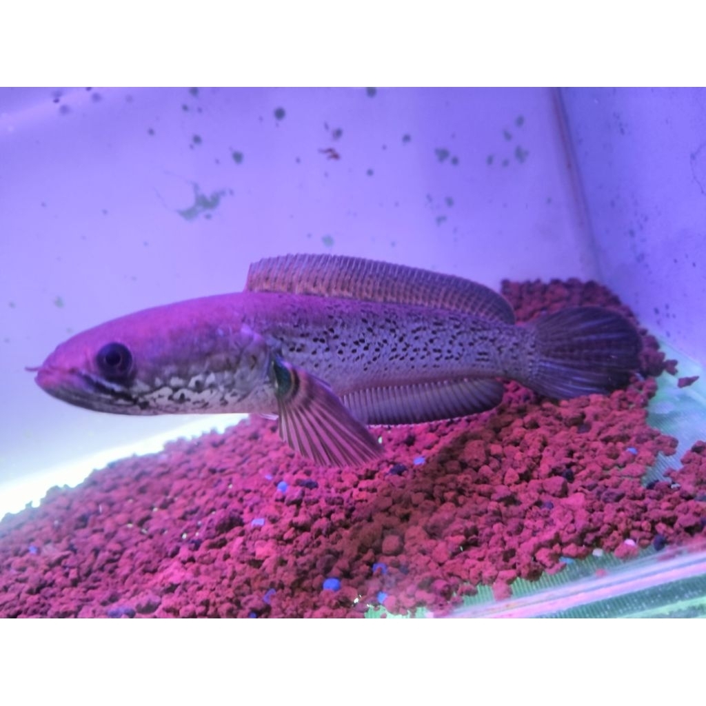 channa Stewarti arunachal 19_20 cm singel low DOT