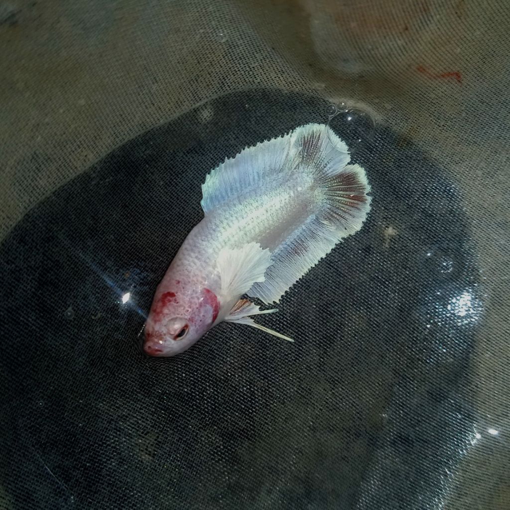 Dumbo Ear Double Tail ( 100% Sesuai Gambar )