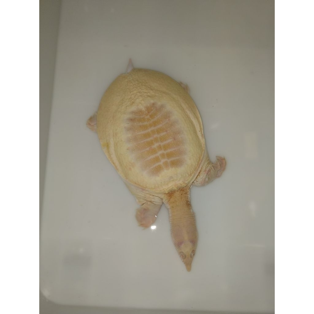 Albino Bulus Pelodiscus Ukuran Large