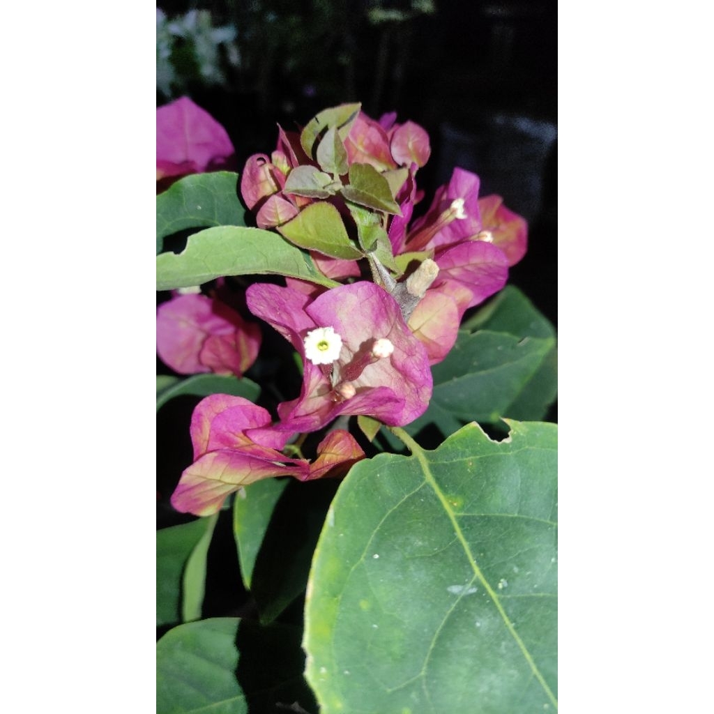 Bibit Bougenville Citra India