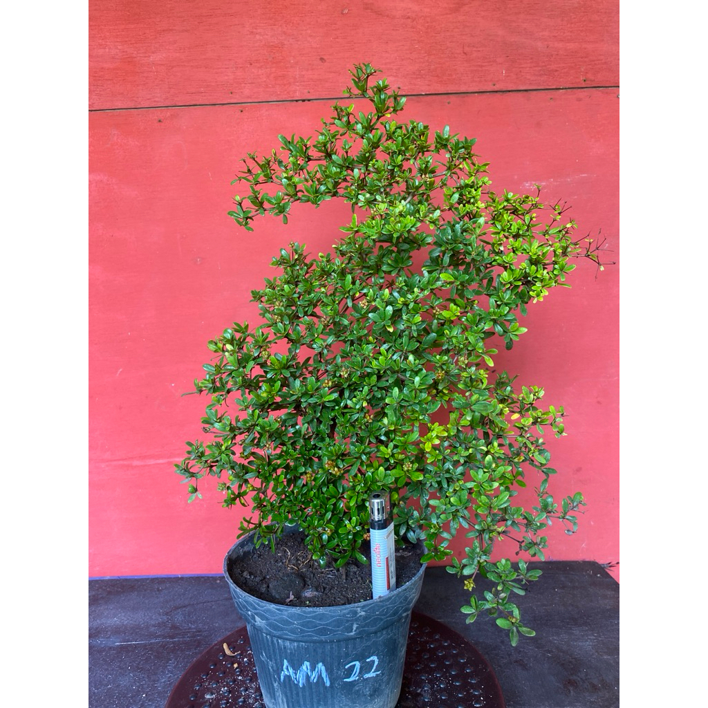 Bahan Bonsai Black OliveAM-22