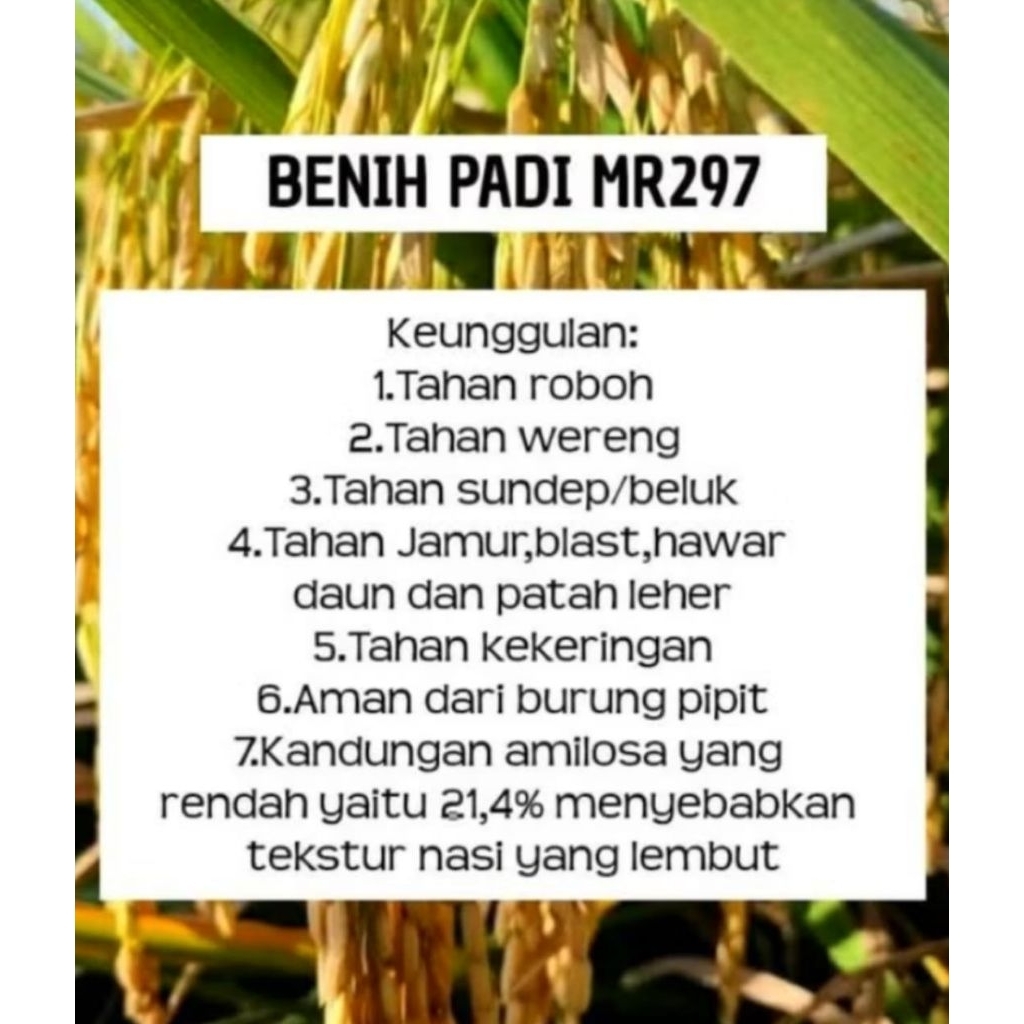 Benih bibit padi super 1kg Mr 297