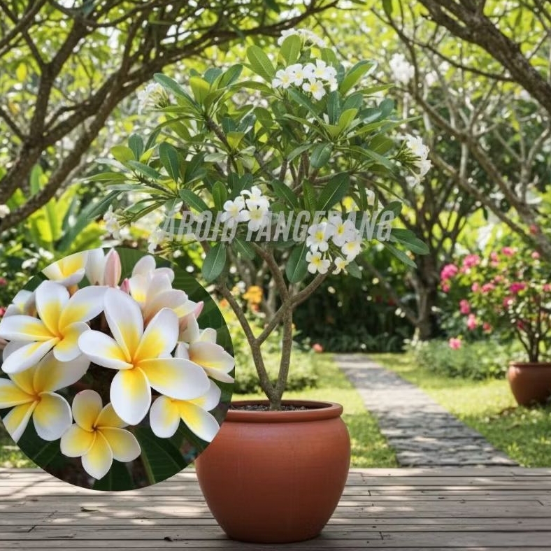 *PROMO* Kamboja Bali/ Tanaman Kamboja/Plumeria