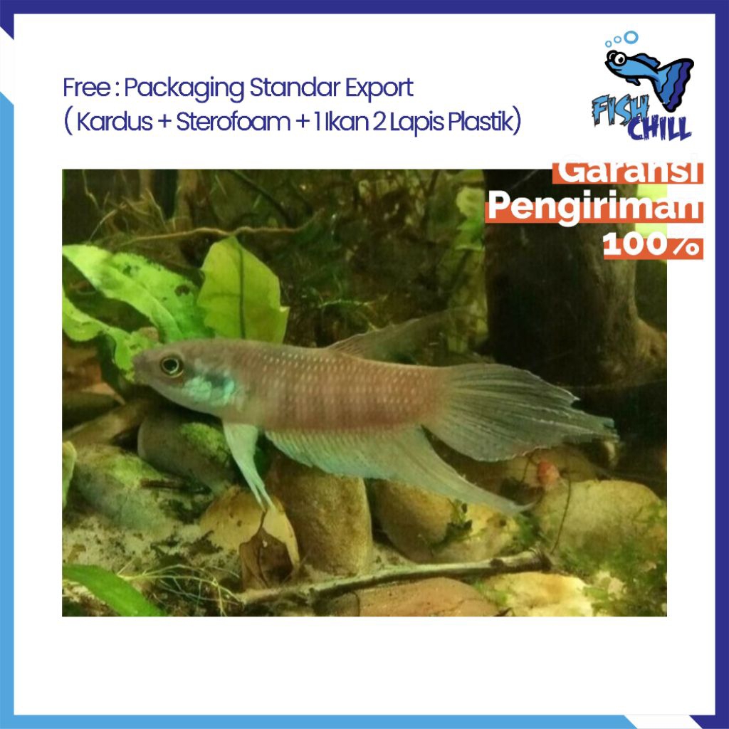 Hiasan Aquarium • WILD BETTA RAJA ENDEMIK JAMBI • Tangkapan Alam Ikan Gurame Coklat Choco Gourame Wi