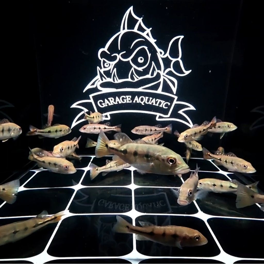 (INSTANT) PEACOCK BASS ORINOCO IKAN HIAS PREDATOR AQIARIUM KOLAM PBASS